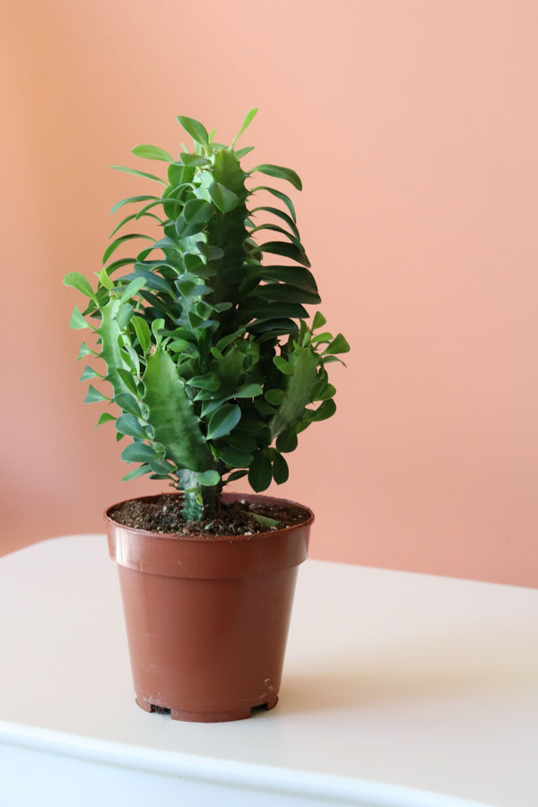 Euphorbia Trigona Green