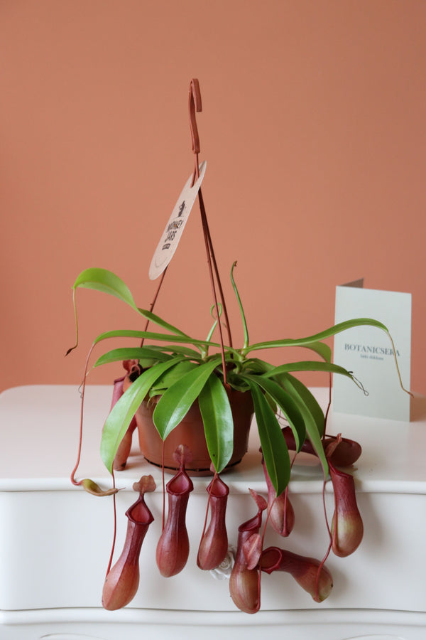 Nepenthes Ventrata / Etobur Bitki