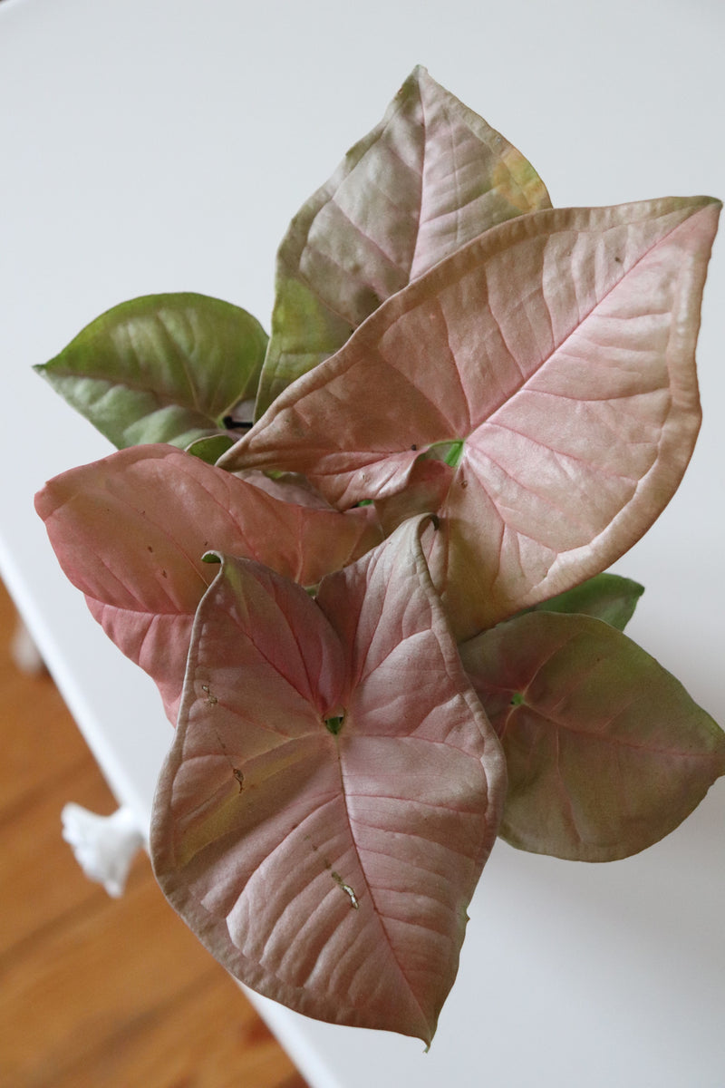 Syngonium Podophyllum Pink ( Üretim Saksılı )