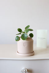 Likya Saksıda Baby Pilea Peperomioides