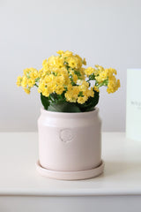 Likya Saksıda Kalanchoe Blossfeldiana
