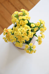 Likya Saksıda Kalanchoe Blossfeldiana