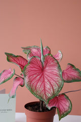 Caladium Bicolor / Kaladyum