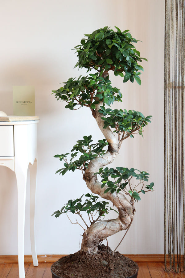 Bonsai Ficus Ginseng S Form