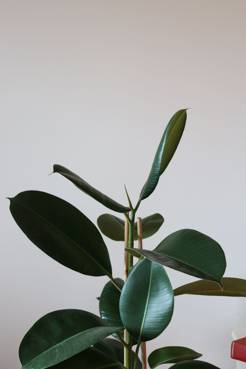 Ficus Elastica / Kauçuk Bitkisi