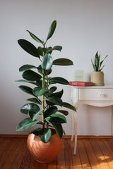 Ficus Elastica / Kauçuk Bitkisi