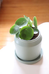 Likya Saksıda Baby Pilea Peperomioides