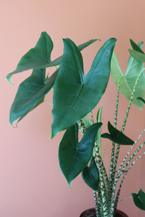 Alocasia Zebrina