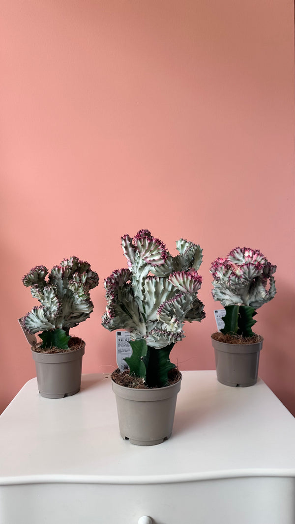 Euphorbia Lactea