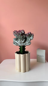 Euphorbia Lactea