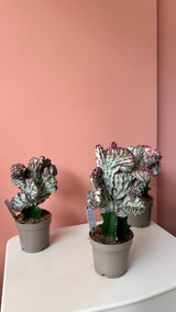 Euphorbia Lactea