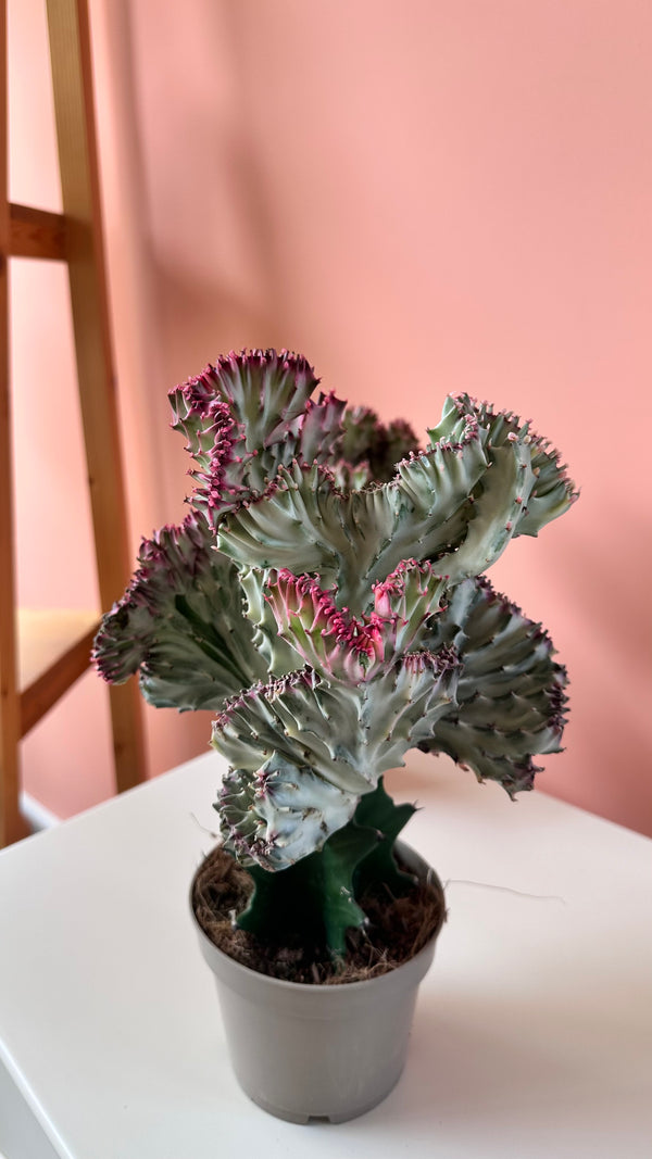 Euphorbia Lactea