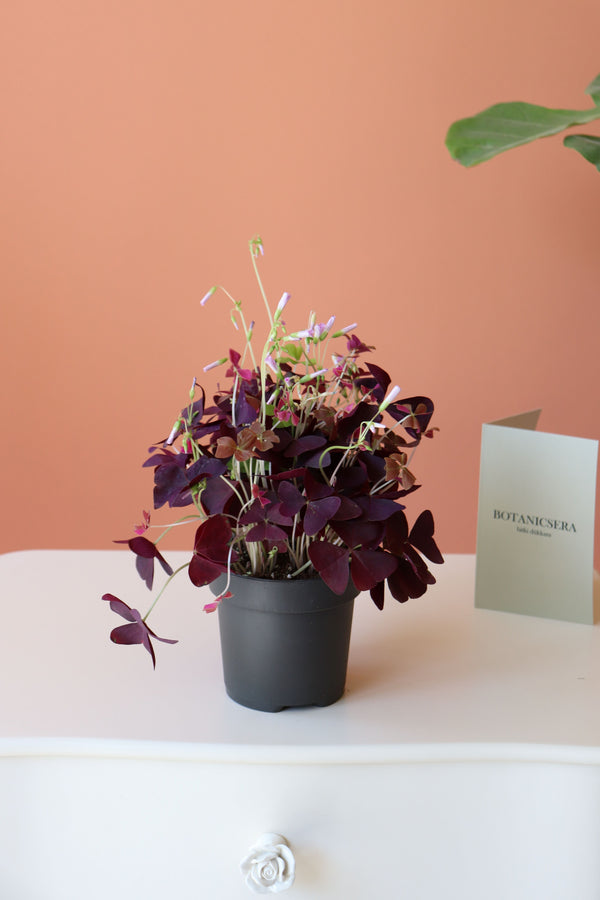 Oxalis / Süs Yoncası