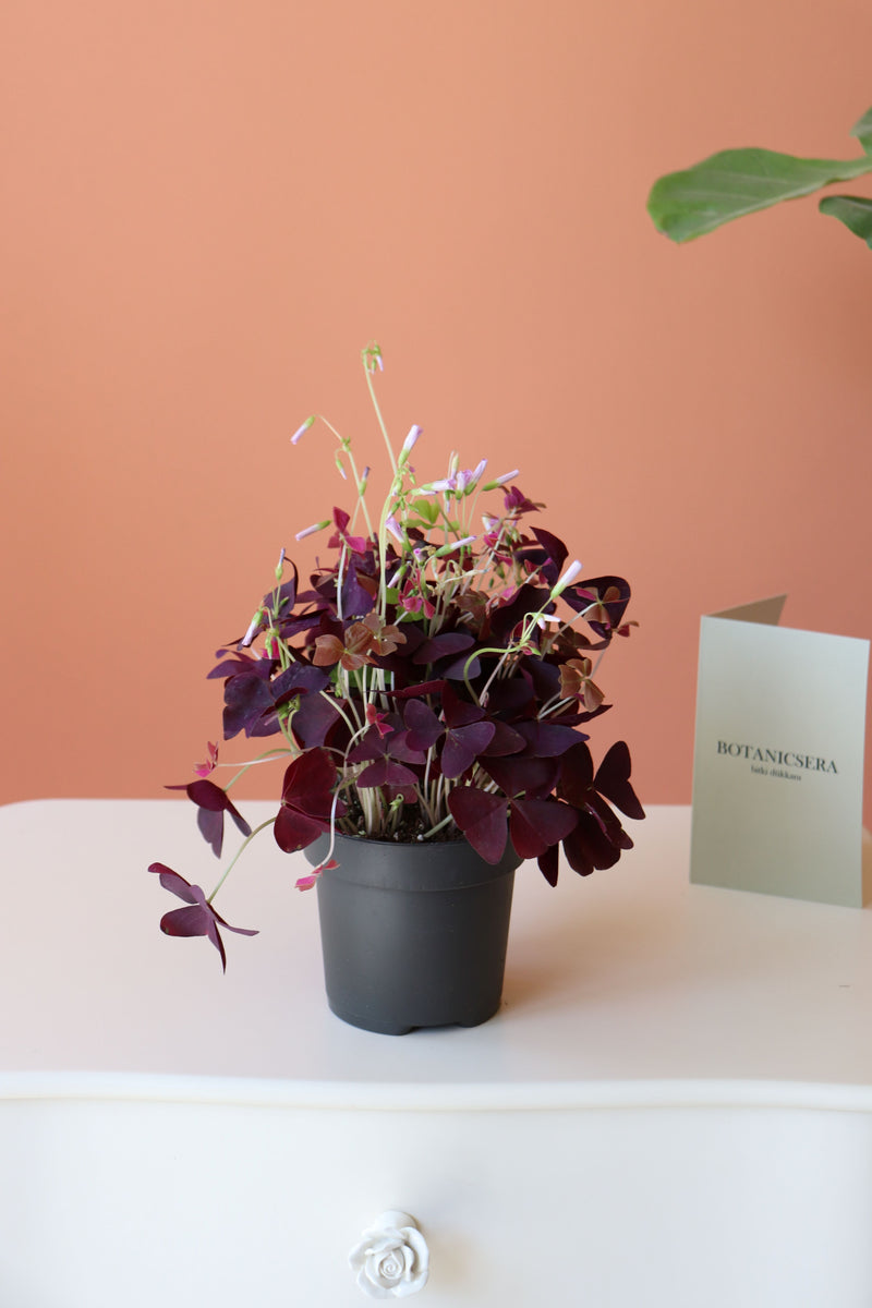 Oxalis / Süs Yoncası