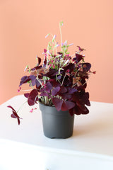 Oxalis / Süs Yoncası