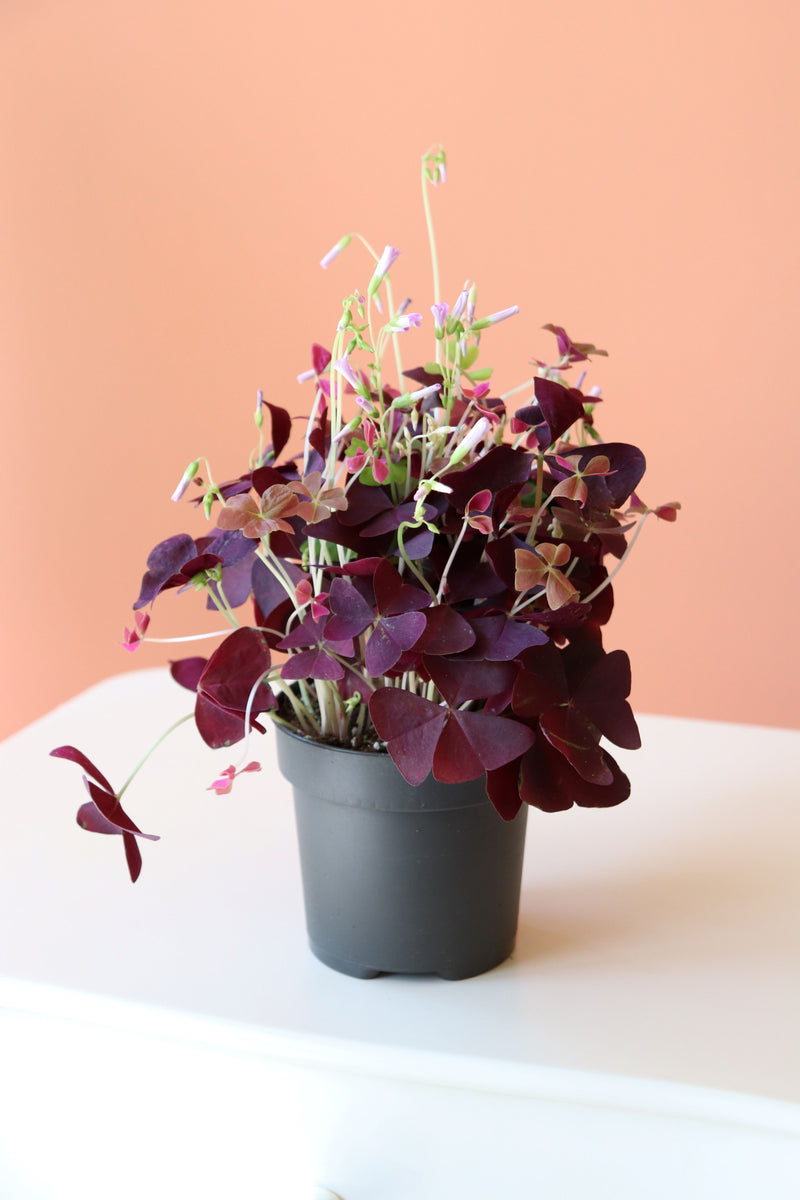 Oxalis / Süs Yoncası