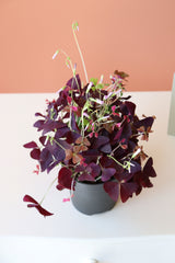 Oxalis / Süs Yoncası