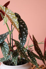 Begonia Maculata