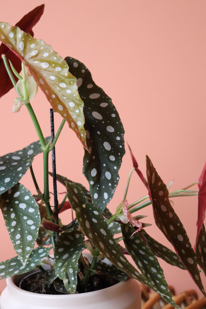 Begonia Maculata