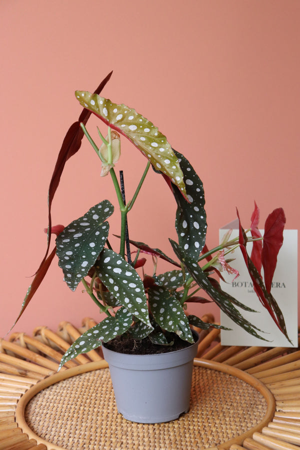 Begonia Maculata