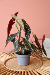 Begonia Maculata