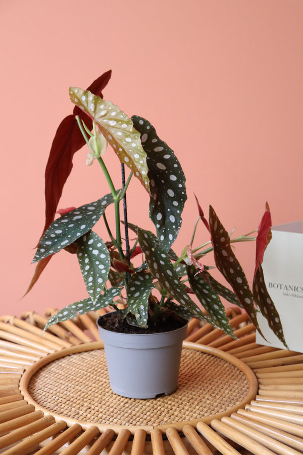 Begonia Maculata