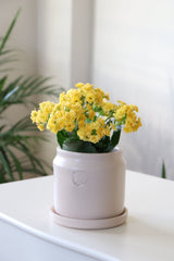 Likya Saksıda Kalanchoe Blossfeldiana