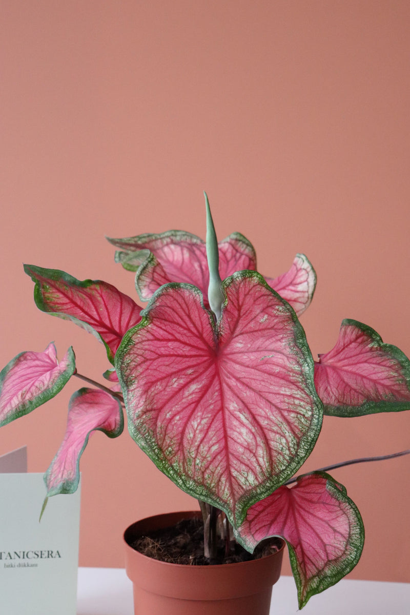 Caladium Bicolor / Kaladyum