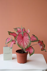 Caladium Bicolor / Kaladyum