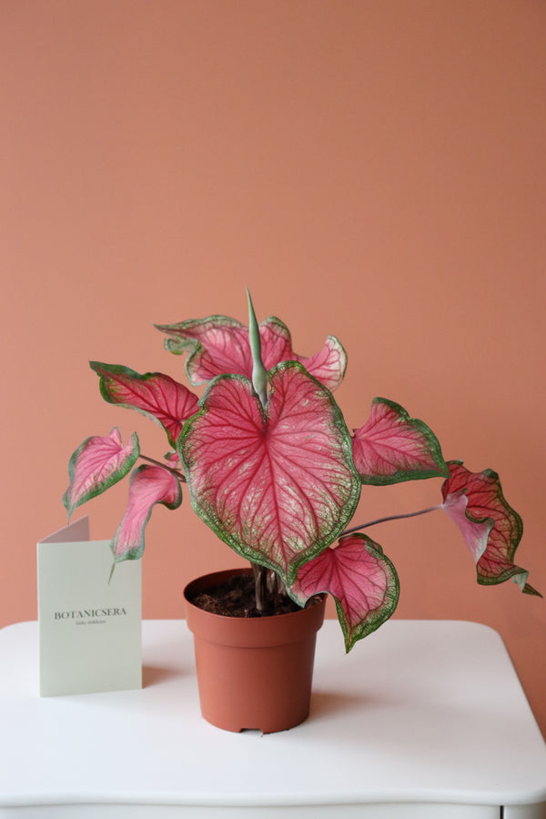 Caladium Bicolor / Kaladyum