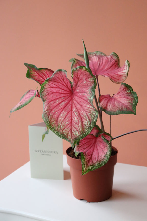 Caladium Bicolor / Kaladyum