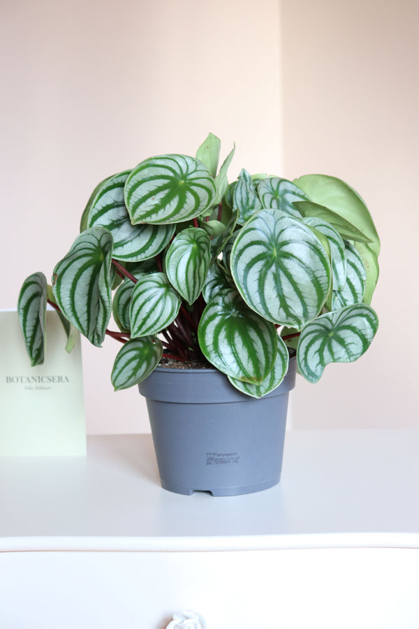 Peperomia Argyreia Watermelon / Büyük Boy