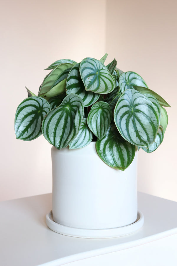 Peperomia Argyreia Watermelon / Büyük Boy