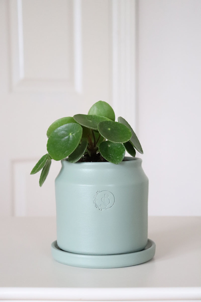 Likya Saksıda Baby Pilea Peperomioides