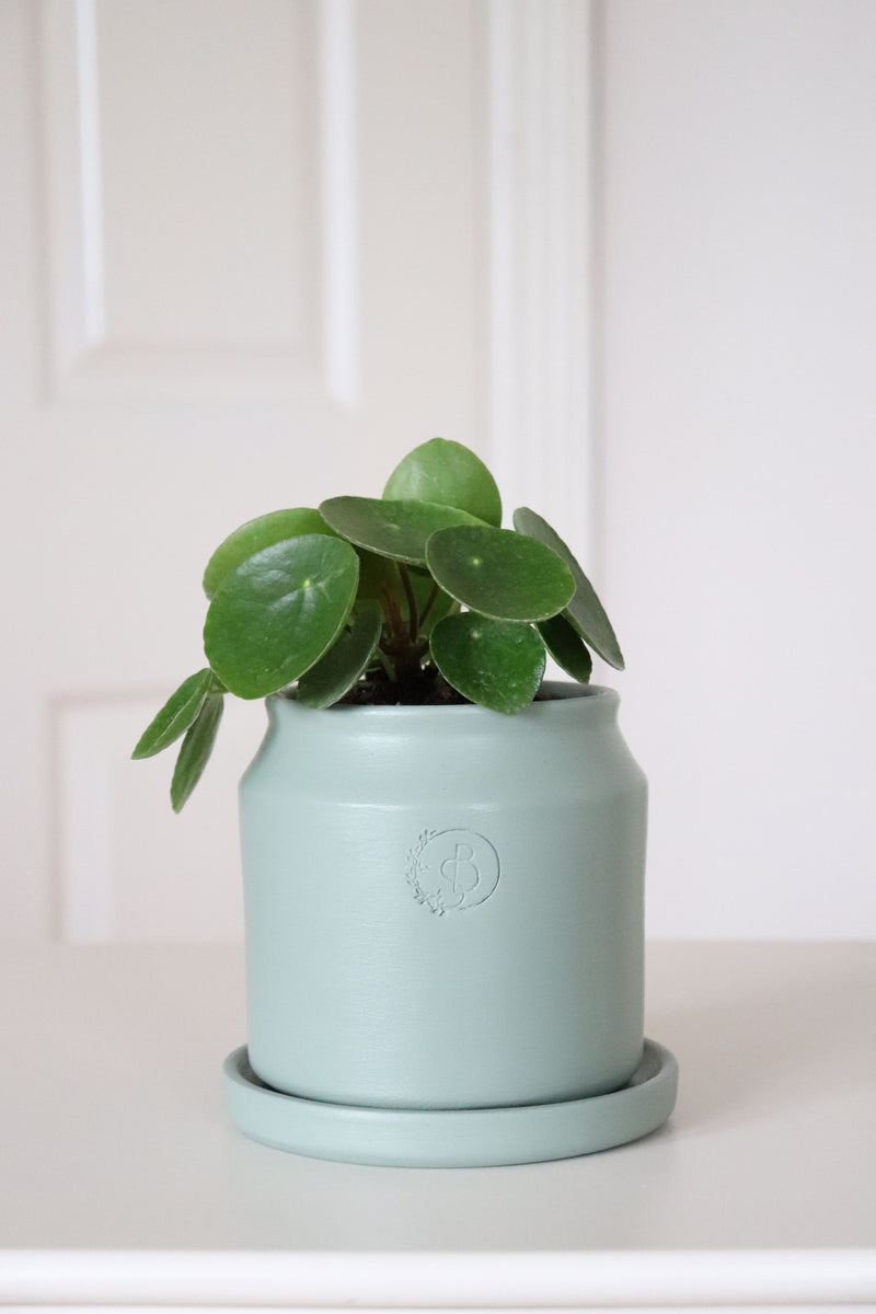 Likya Saksıda Baby Pilea Peperomioides