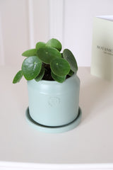 Likya Saksıda Baby Pilea Peperomioides